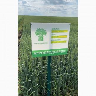 Пропонуємо насіння ярої пшениці КВС Шаркі (СН-1)