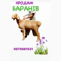 Продам ягнят (барани) курдючної породи