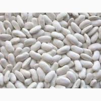 Закуповуємо оптом квасолю білих сортів на переробку