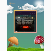 Червоний мухомор | Пантерні плоди гриба