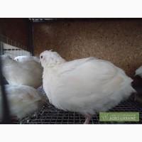 Инкубационное яйцо перепелов