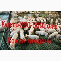 Куплю поросята