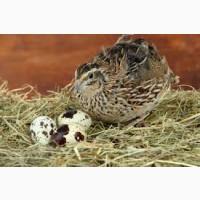 Шукаю інвестора партнера