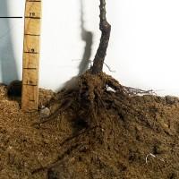 Саджанці колоновидної груші Сапфіра