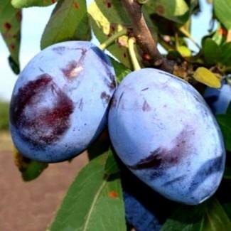 Саджанці сливи Емпрес - 2-річний