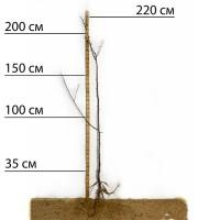 Саджанці сливи Емпрес - 2-річний