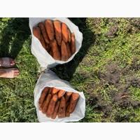 Продам моркву, сорти Абако та Каскад