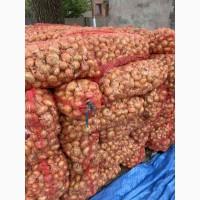 Лук цибуля штутгарт на перо