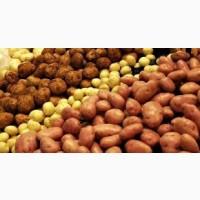 Закупка картофеля Черкассы - опт от 10 тонн. Товарный и семенной