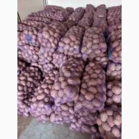 Продам товарну картоплю
