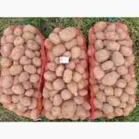 Товарна картопля сорту Королева Анна