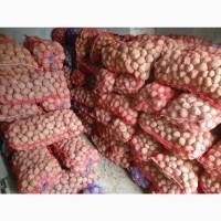 Товарна картопля сорту Королева Анна