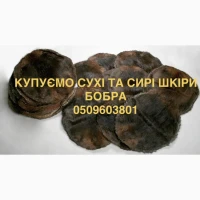 Куплю сухі та сирі шкіри бобра не солені