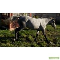 Терміново продам коня (Кобилу)