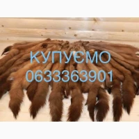 Купуємо хутро куниці бобра кроля