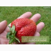 Срочно и недорого рассада клубники!