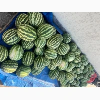 Продам кавун Ау Продюсер Миколаївська область