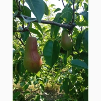 Продам талгарську красуню