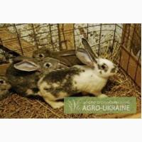 Продам крольчат Бабочки,и Советской шиншили