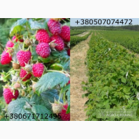 Малина ремонтантная