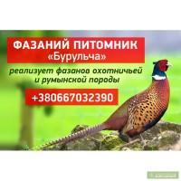 Фазан охотничий
