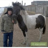Продам лошадь.