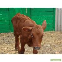 Продам тёлочку возрастом 1 месяц