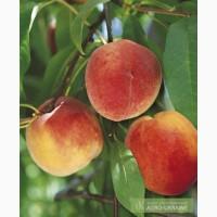 Продам персик г.Мелитополь