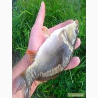 Продам зарибок карпа толстолоба