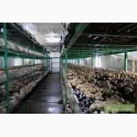 Продам грибной бизнес-шампиньоны