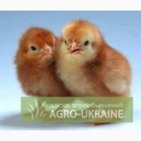 Оптовий продаж добових курчат, Послуги з інкубації