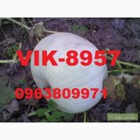 Посевной тыквы