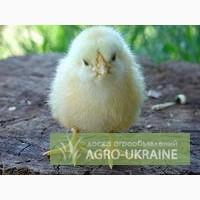 Однодневные, трёхдневные, недельные цыплята. Опт(доставка), розница(самовывоз).