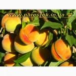 Саджанці троянд