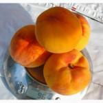 Саджанці троянд