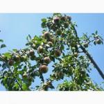 Саджанці троянд