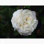 Саджанці троянд