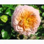 Саджанці троянд