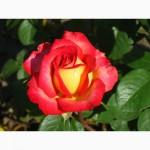 Саджанці троянд