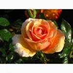 Саджанці троянд