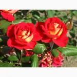 Саджанці троянд