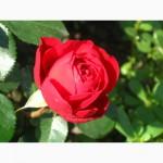 Саджанці троянд