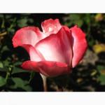 Саджанці троянд