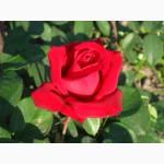 Саджанці троянд