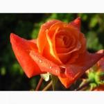 Саджанці троянд