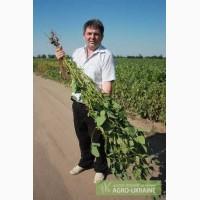 Семена сои лучшее на Украине