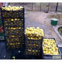 Продам АЙВУ ( 100 кг)