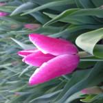 Тюльпан опт. Экстра класс. К 8 марта