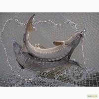 Осетр (бестер, русосиб) 1, 5-2, 5 кг