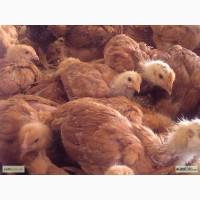 Продаю підрощені курчата іспанки